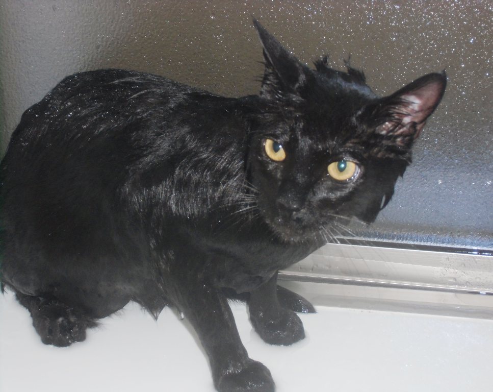 黒猫を強制入浴