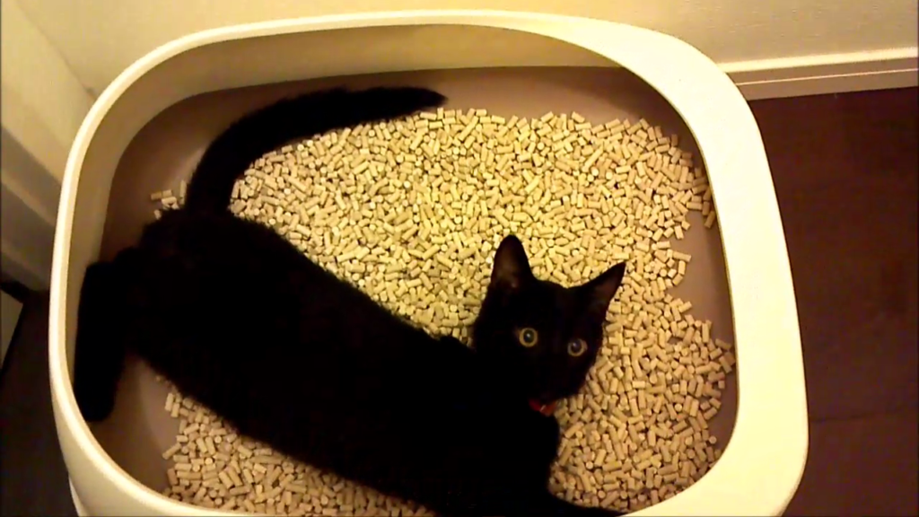 猫砂にまみれる黒猫